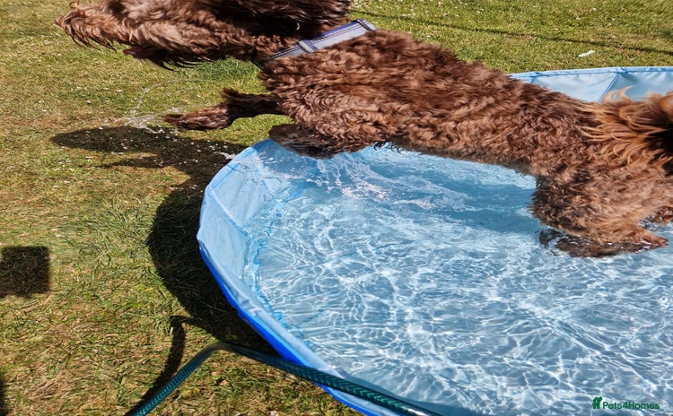 Labradoodle dogs ✨DNA Clear Australian Labradoodle ✨ - Advert 1