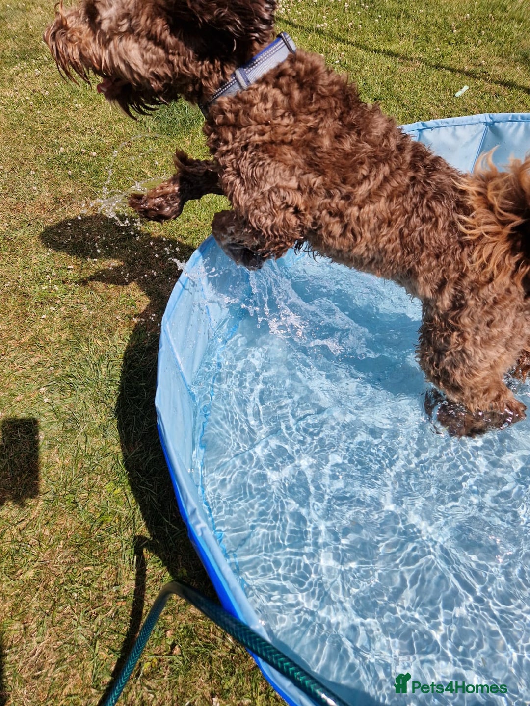 Labradoodle dogs for stud: Charming Aussie Labradoodle-Fully Clear Genetics - Image 6