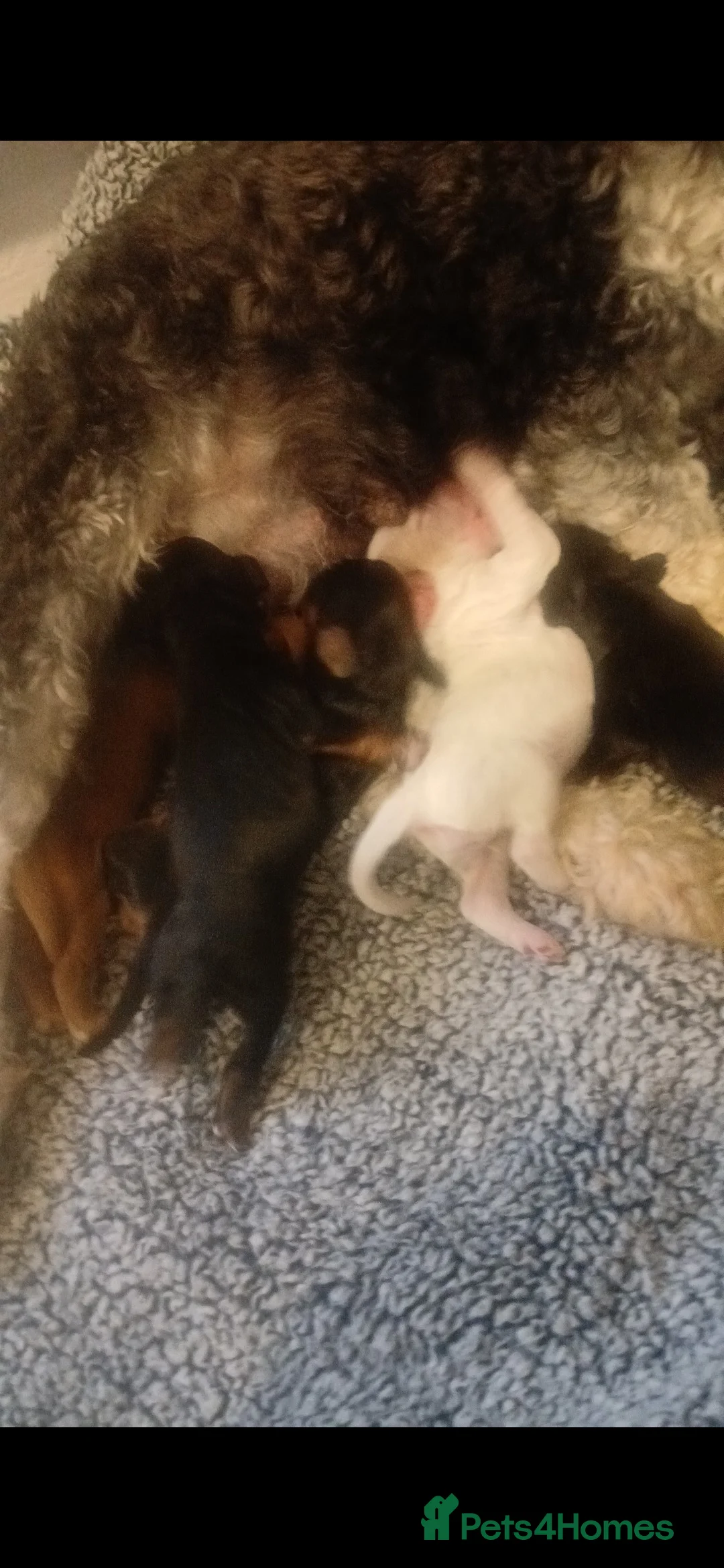 Cockapoo dogs for sale: Last 2 stunning babies left - Advert 2