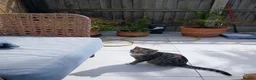 Mixed Breed cats for sale: Ziggy - Advert 3