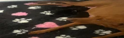 Labrador Retriever dogs for sale: Rosie's Litter Of Black Puppies - Advert 5