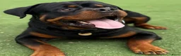Rottweiler dogs for sale: Bobby - Advert 2