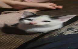 Mixed Breed cats for sale: 2 beautiful kittens - Image 5