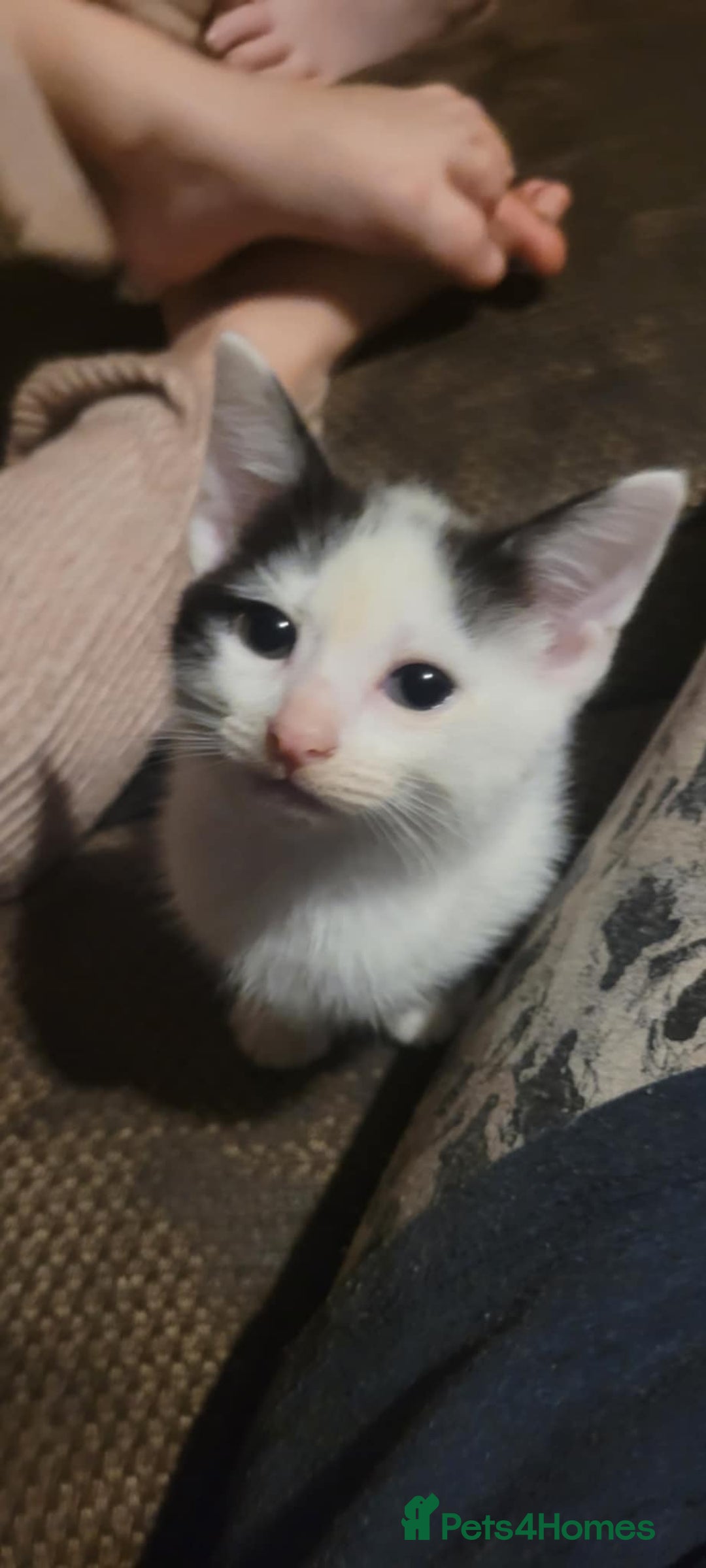 Mixed Breed cats for sale: 2 beautiful kittens - Image 5