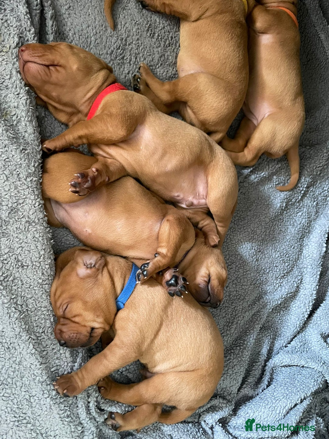 Mixed Breed dogs for sale: Vizla x Fox Red Lab (75/25) Puppies - Image 10