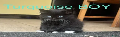 Turquoise BOY