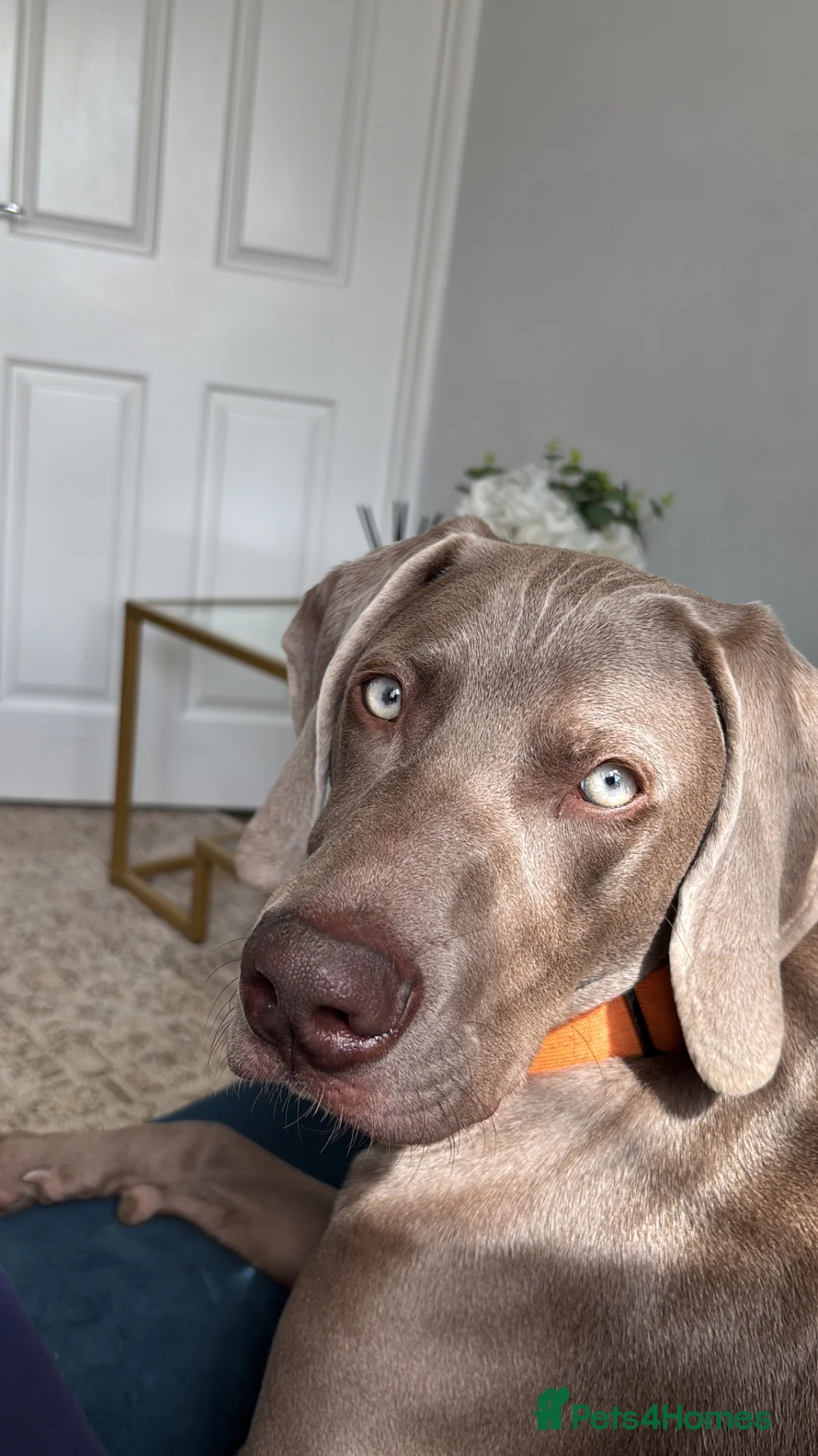 Weimaraner dogs for sale: Our beautiful boy Bodhi  - Advert 2