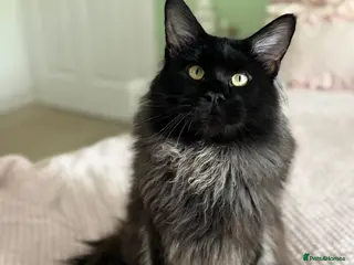 Maine Coon cats GCCF/TICA XL KING-SIZE STUD in Dunfermline - Advert 18