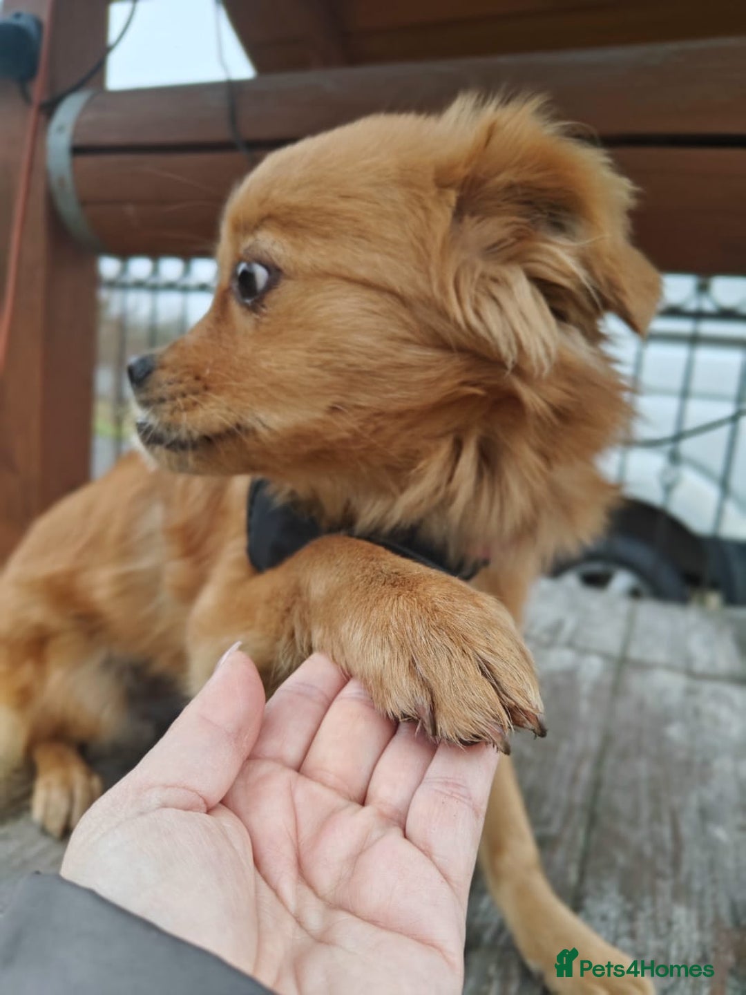 Mixed Breed dogs for adoption: 💖🐶 SILVIA 🐶💖 - Advert 19