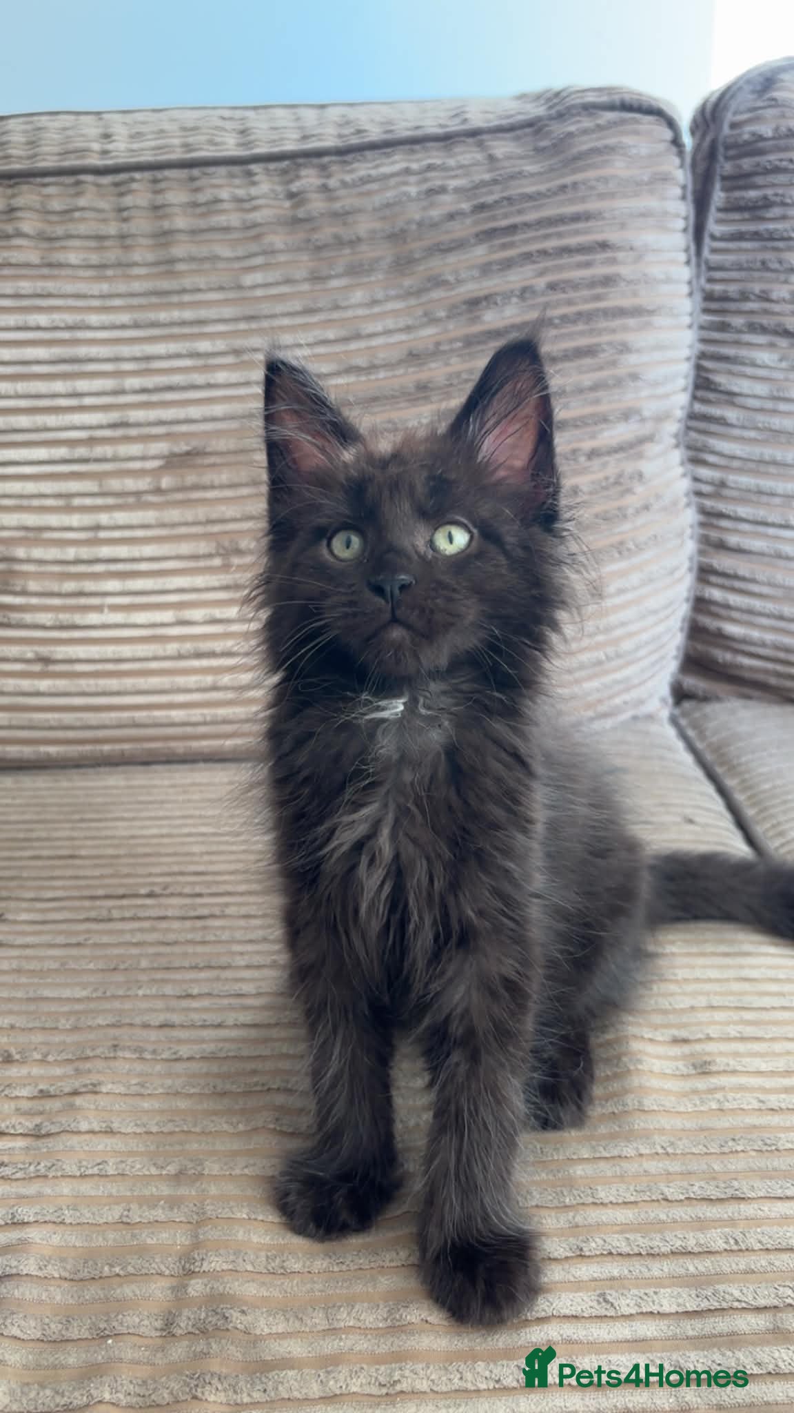 Maine Coon cats Black Smoke Maine Coon Boy – Ready Now - Advert 8