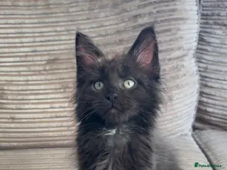 Maine Coon cats Black Smoke Maine Coon Boy – Ready Now - Advert 8
