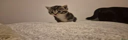 Domestic Shorthair cats for sale: 1 Tabby and white Male, 1 all Black Female kitten - Advert 16