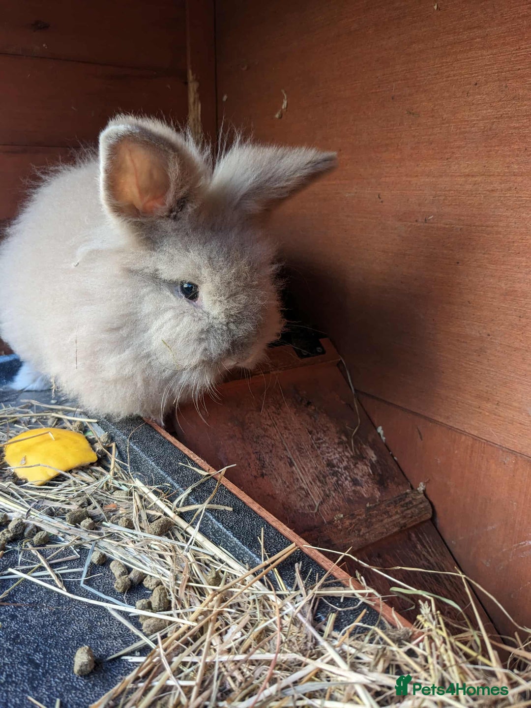 Lionhead rabbits for sale: Tiny is looking for his forever home - Advert 4
