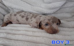 Miniature Dachshund dogs for sale: Miniature Dachshund puppies - Image 8