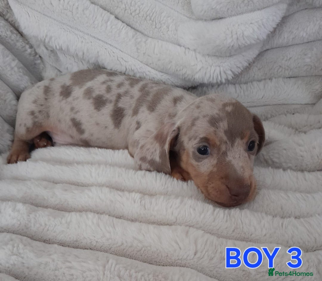 Miniature Dachshund dogs for sale: Miniature Dachshund puppies - Image 8