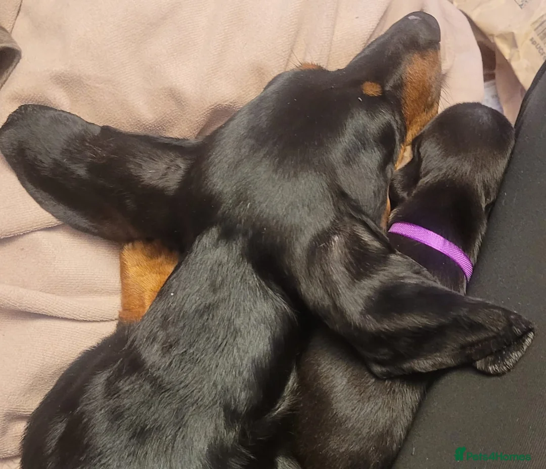 Miniature Dachshund dogs for sale: 8 Miniature Dachshund puppies ready 29th May - Advert 2