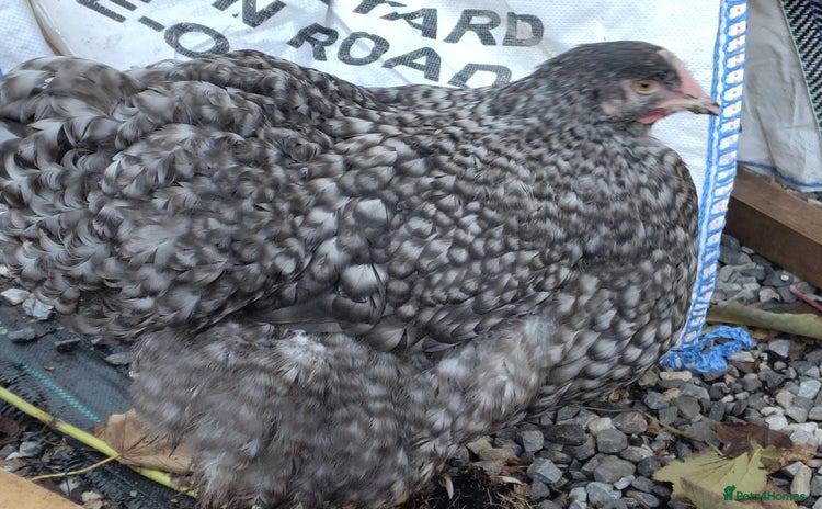 Chickens poultry Pair of Cuckoo Orpingtons - Advert 7