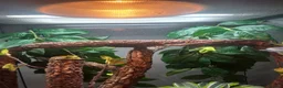 Gecko reptiles for sale: Male mossi geko  - Advert 4