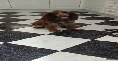 Cocker Spaniel dogs - Advert 12