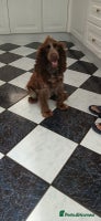 Cocker Spaniel dogs - Advert 10