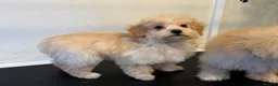 Maltipoo dogs for sale: Rare Red Parti and Biscuit Maltipoo Puppies - Advert 28