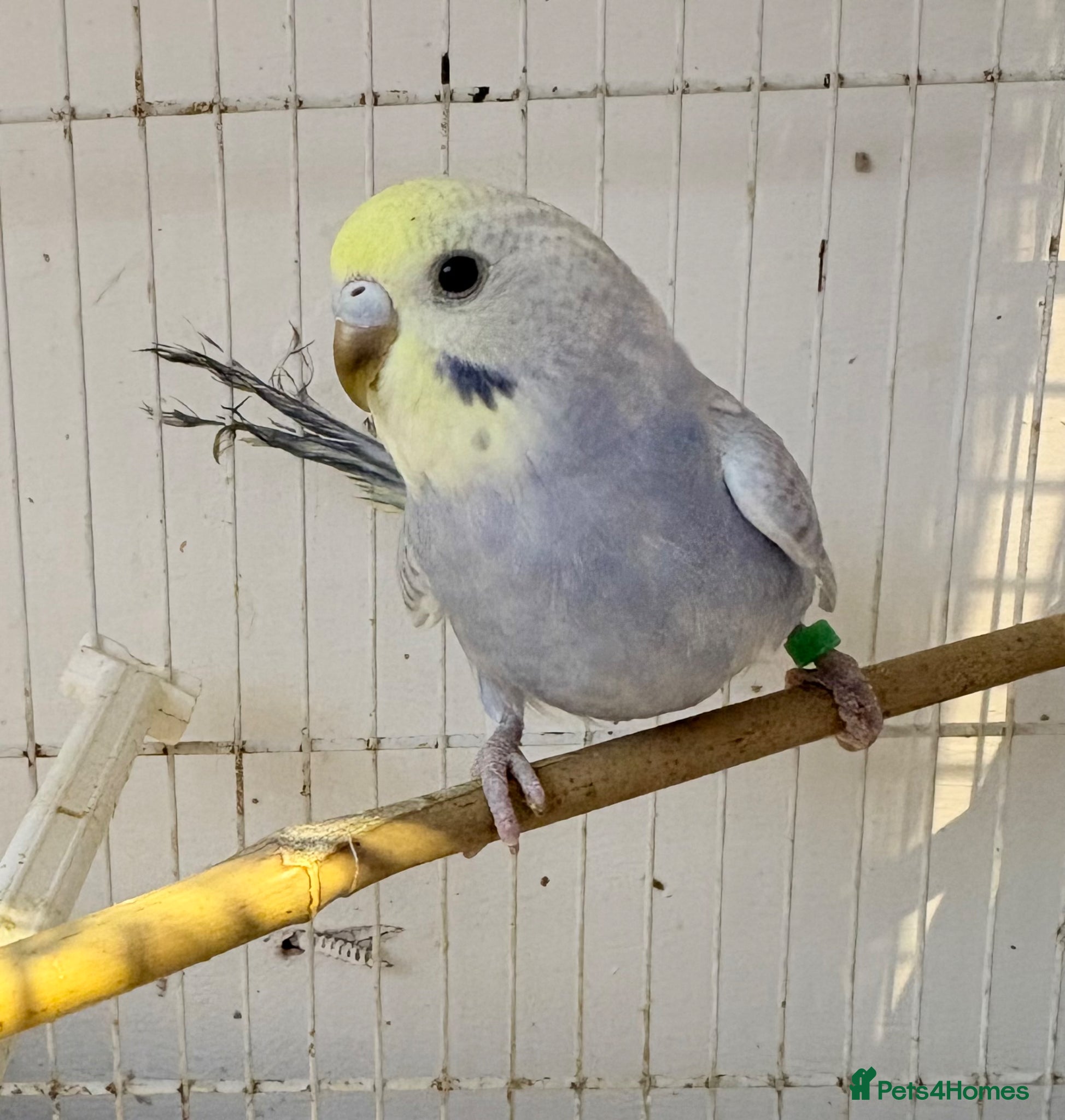 Budgerigars birds Baby budgies  - Advert 2