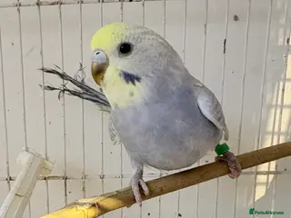 Budgerigars birds Baby budgies - Advert 2