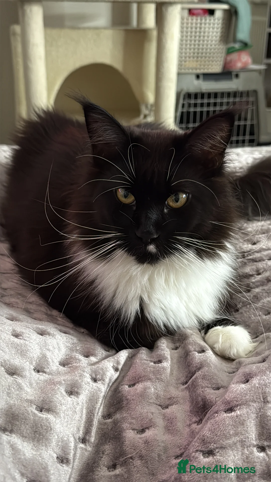 Maine Coon cats for sale: Stunning Maine Coon Kittens Unique Black Smokes - Advert 2