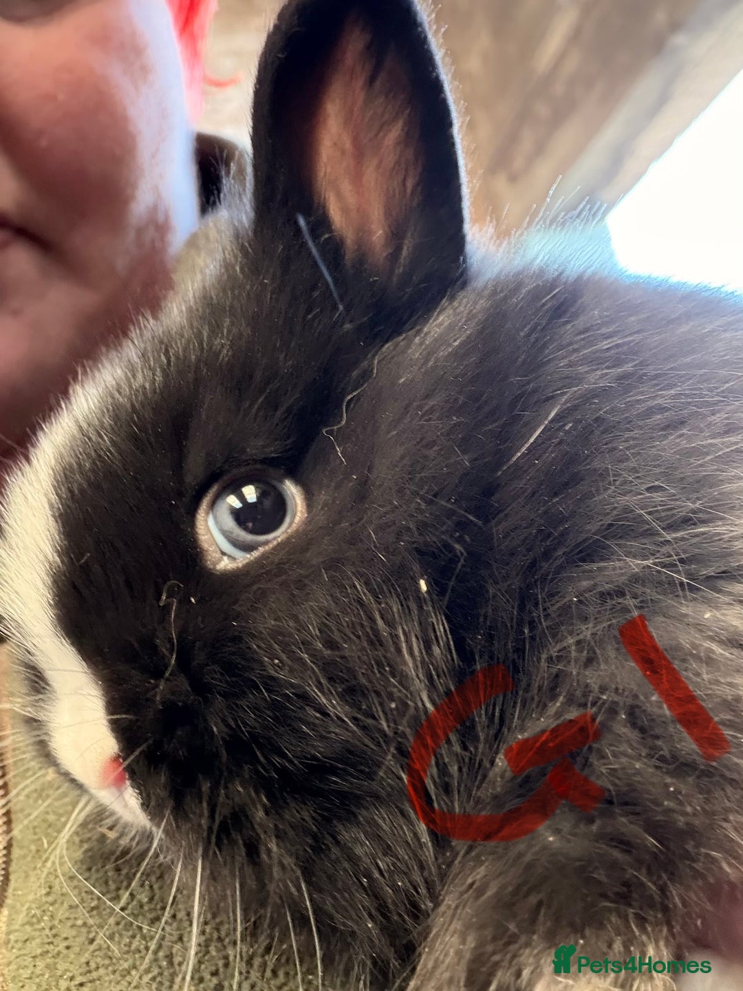 Lionhead rabbits for sale: 3x Pure baby Lionheads - Advert 3