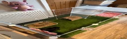 Mini Lop rabbits for sale: Mini lops  - Advert 8