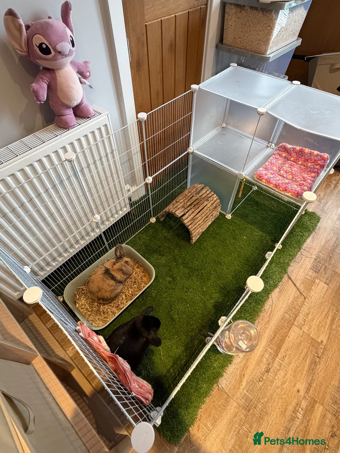 Mini Lop rabbits for sale: Mini lops  - Advert 8