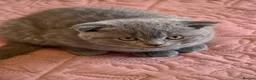 Scottish Fold cats for sale: 3 lovely Scotish Fold kittens  - Advert 29
