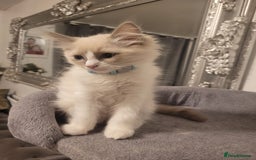 Ragdoll cats for sale: Ragdoll Kittens READY NOW  - Image 4
