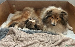 Rough Collie dogs for sale: Rough collie puppies  - Image 1