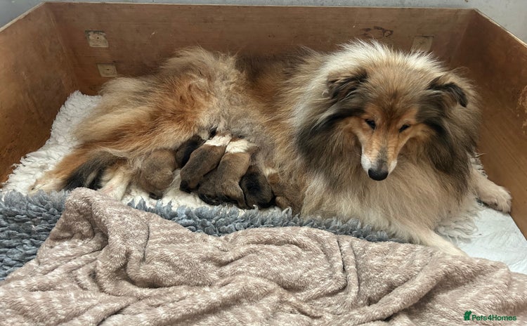 Rough Collie dogs - Advert 1