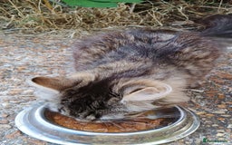 Bengal cats for sale: Bengal cross kittens ready now  - Image 7