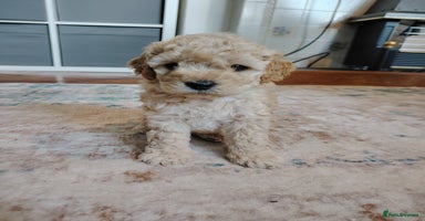 Mixed Breed dogs - Advert 5