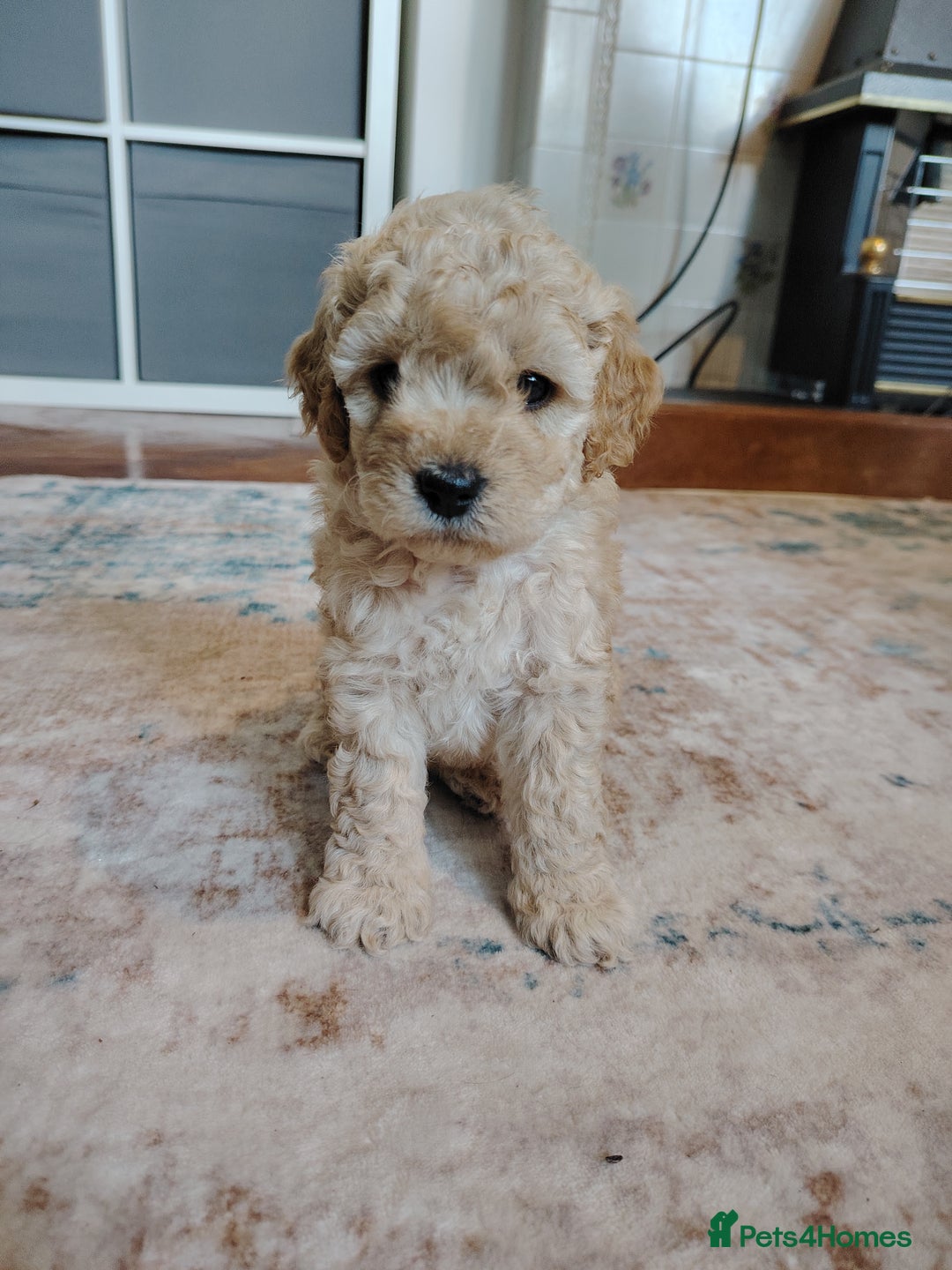 Mixed Breed dogs for sale: 5 Beautiful cocker poochon puppies for sale 😍 - Image 2