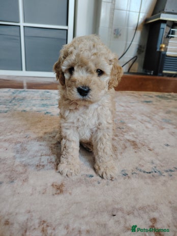 Mixed Breed dogs - Advert 7