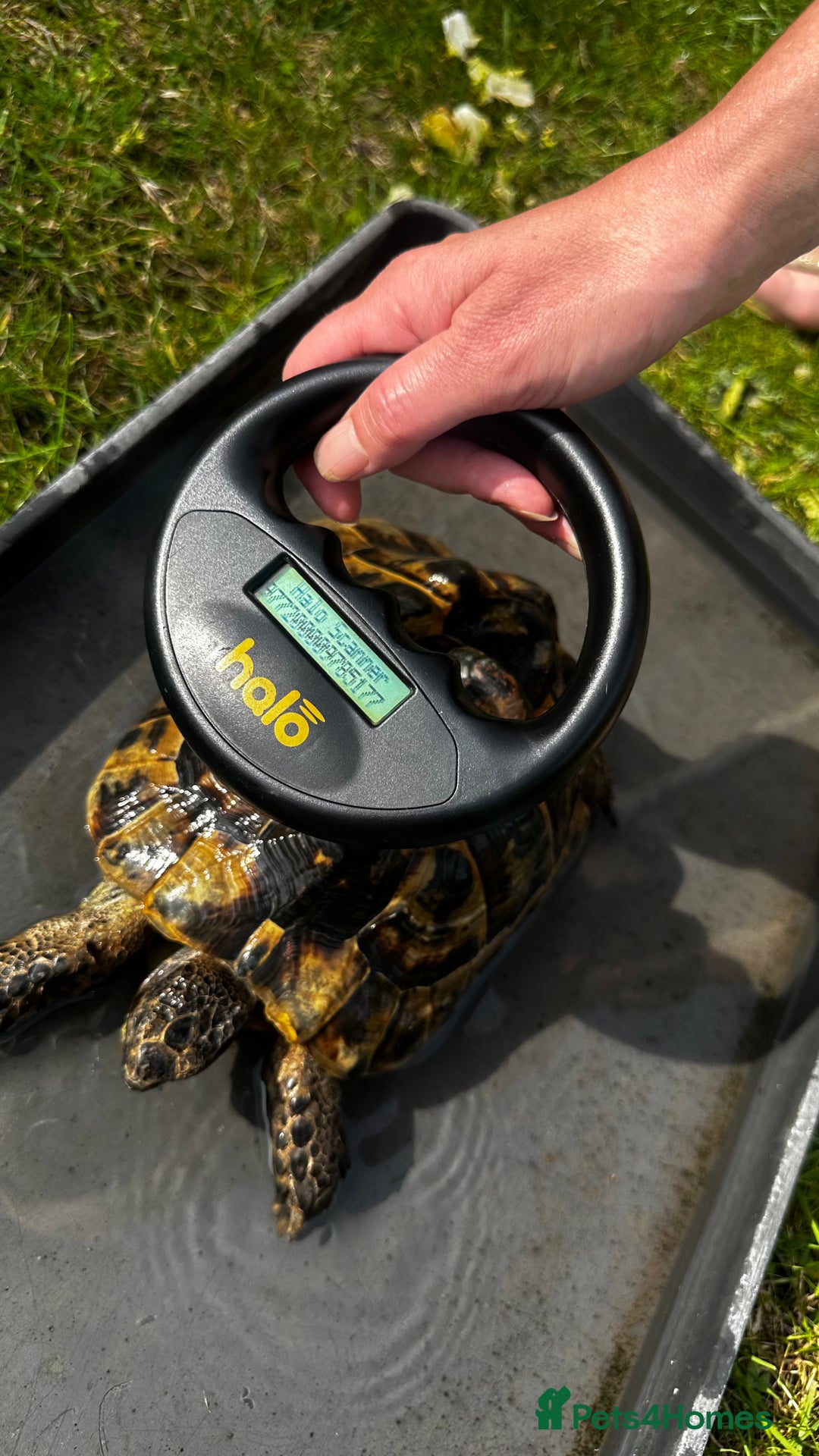Tortoise reptiles for sale: Fertile female 20 years old Spur thigh  - Image 9
