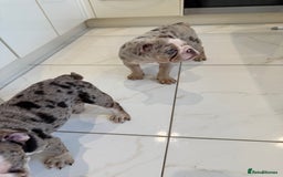 English Bulldog dogs for sale: One gorgeous female left 🐶  in Billericay - Image 13