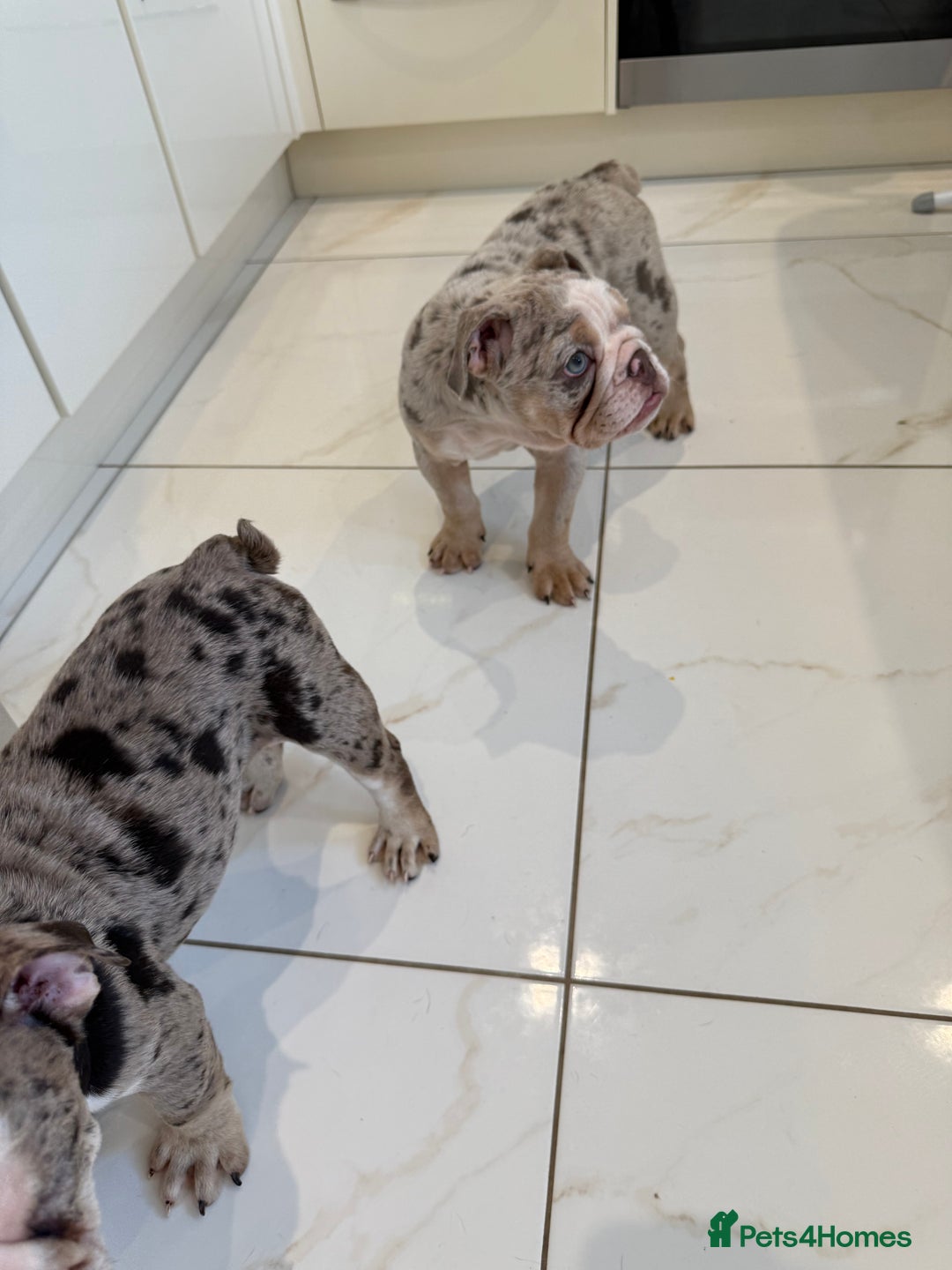 English Bulldog dogs for sale: One gorgeous female left 🐶  in Billericay - Image 13