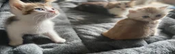 Munchkin cats for sale: Full Pedigree Munchkin Kittens - Advert 36