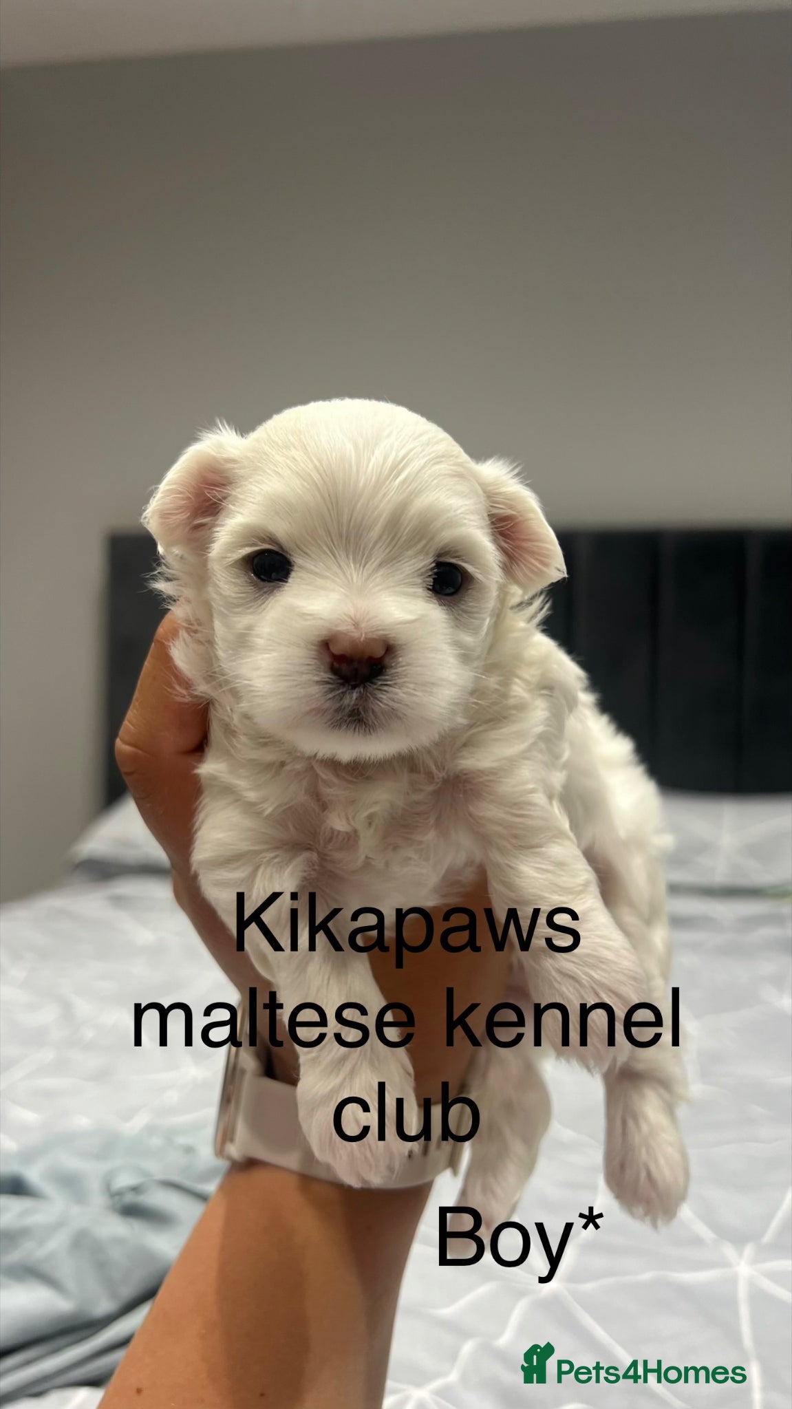 Maltese dogs Kikapaws Maltese puppies 🐶  - Advert 1