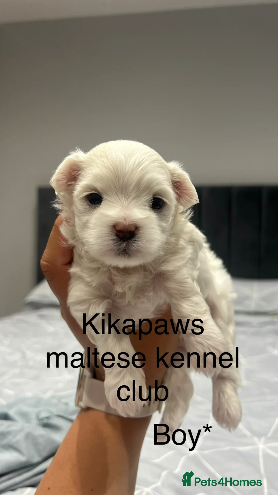 Maltese dogs for sale: Kikapaws Maltese puppies 🐶  - Advert 1