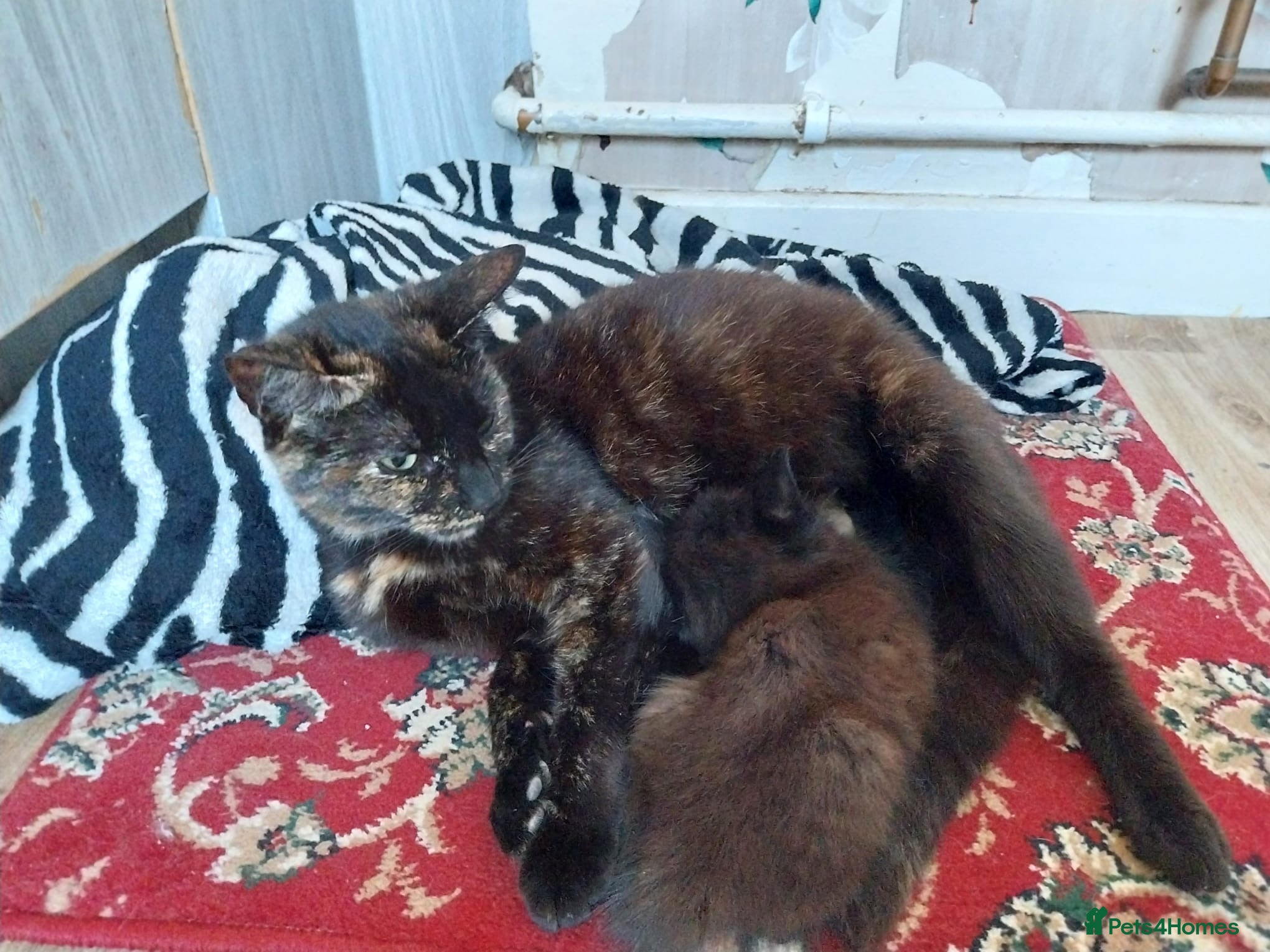 Mixed Breed cats Black female kitten - Advert 1