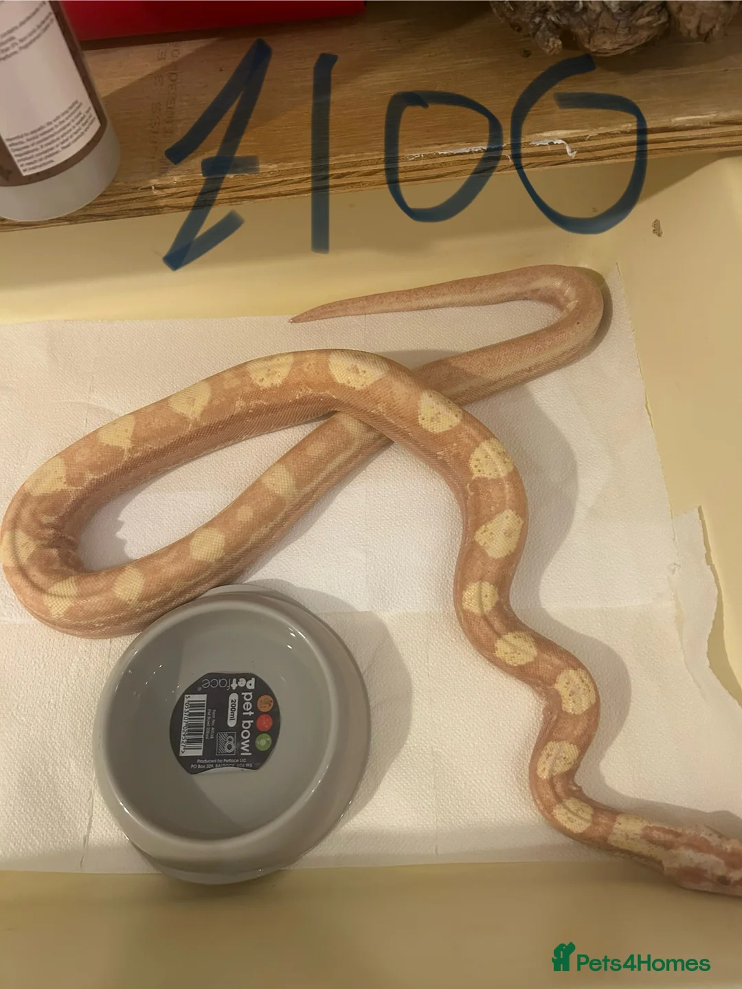 Python Snake reptiles for sale: Snake collection  - Advert 5