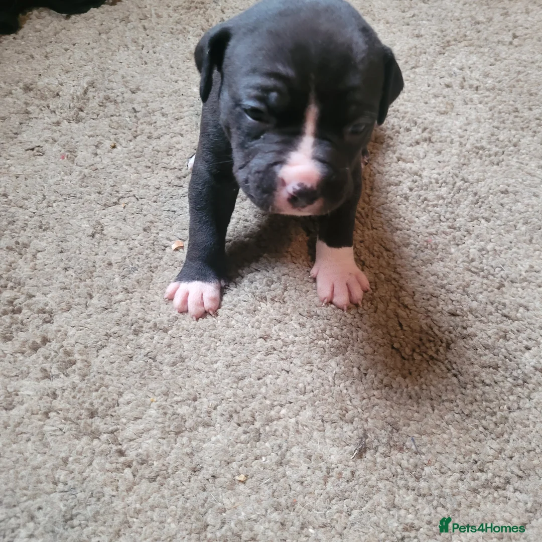 Mixed Breed dogs for sale: Gorgeous American Bulldog cross mastiff puppies - Advert 8