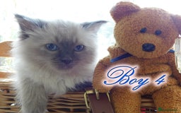 Ragdoll cats for sale: Stunning Ragdoll Kittens.... READY NOW - Image 14