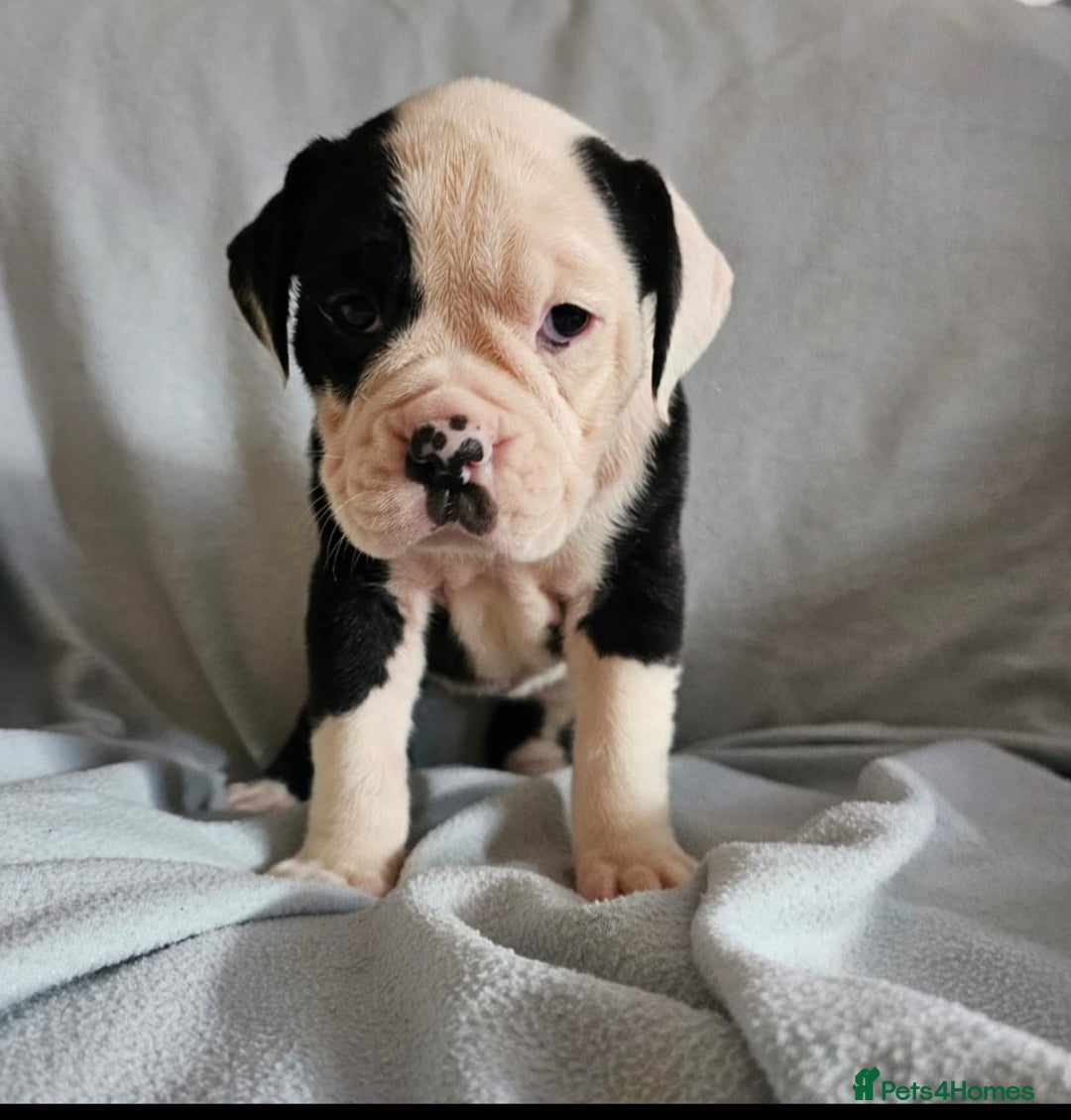 Alapaha Blue Blood Bulldog dogs for sale: IABBR. Health tested. Top lines.  - Advert 4